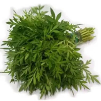 Daun Kenikir / sayuran segar per ikat