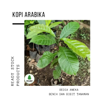 bibit pohon kopi Arabika