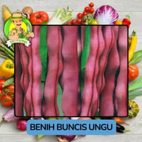 Benih Sayuran Buncis Bibit Murah Biji Tanaman Berkualitas Buncis Ungu