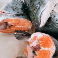 【一手鮮貨】挪威鮭魚頭(2顆組/單顆殺前1kg±10%/剖半真空包裝)