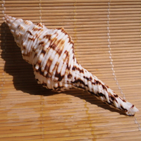 天然海螺貝殼花斑長旋螺 長號螺 魚缸水族造景 櫥窗裝飾