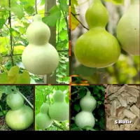 Biji benih labu botol alami