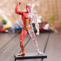 4D MASTER MUSCLE &amp; SKELETON Human Bones Body Anatomy 3D Puzzle Model Science Medical