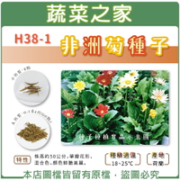 【蔬菜之家】H38-1.非洲菊種子(共兩種包裝可選)
