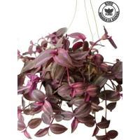 Tanaman Hias Gantung Gewor Merah / Tradescantia Zebrina Pendula ben