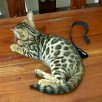 Bengal Betina 7C1.1 DOB 23 Okt'25 Bermotif Belantara