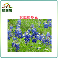 【綠藝家】大包裝H05.魯冰花(水藍色)種子500顆