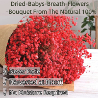 [COD] Zeita - Baby Breath Dried Flower 50gram Bunga Preserved Import Dekorasi Pernikahan Premium Dek