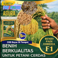 (5kg) BENIH PADI ASURA TURUNAN KUALITAS PREMIUM