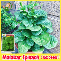 100% Legit Fresh Large Leaf Malabar Spinach Seeds for Planting (150 Seed) High Yield Balcony Potted