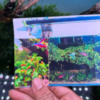 [Hình Dán Nerrita vàng mini ] Hình dán decal trang trí hồ cá ốc tép thuỷ sinh . Hình dán in phông cả