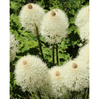 5 Biji Benih Rumput BEAR GRASS aka Bear LILY Beargrass Grass Seed - 5 Seed
