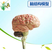 4DMaster 4D assembled human anatomy model medical model brain model brain structure model 9.3*6.1*4.8cm