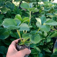 bibit stroberi segar 1 bibit siap kirim