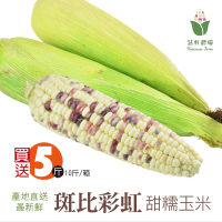 【慧軒農場】斑比彩虹甜糯玉米｜買5斤再送5斤｜共10斤/箱(蔬菜/鮮甜/濃湯/清蒸/炭烤)