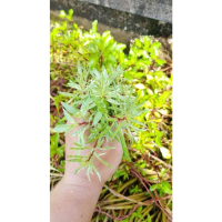[TikTok] ลัดวิเจียไวท์ด่าง ( ludwigia sp. White) ไม้น้ำสีขาวตัวหายาก (ใบบก) ชุดละ 4 กิ่ง 100 บาท