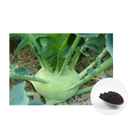 【蔬菜工坊】C07-1.結頭菜種子