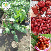 Bibit Pohon Jambu Air Cincalo Merah-Tanaman Jambu Cincalo Merah Super boleh COD