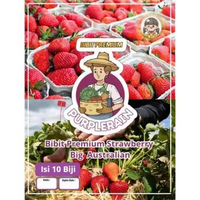 Bibit Premium Strawberry Big Australian |Biji Benih Stroberry Australia Jumbo