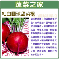 【蔬菜之家】C18.紅白圓球甜菜根種子(兩種包裝可選)