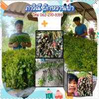 กิ่งตอนผักหวานป่า ขนาดฝาM150 พันธุ์ยอดเหลืองใบใหญ่