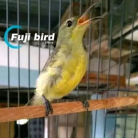 BURUNG KONIN IJOAN PARUH ORENS