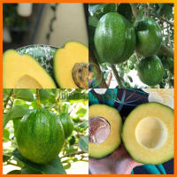 Bibit Alpukat Markus Tinggi 50 cm Up Batang Besar / Alpukat Jumbo