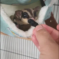 Sugar Glider Mulberi Hitam Kering/Makanan Ringan Sugar Glider/Rawatan Sugar Glider/Makanan Haiwan Ke