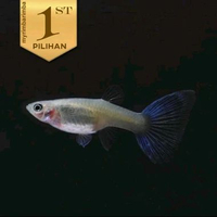 Guppy Blue Moscow Betina (Isi 3)Ikan Hias Aquascape Hiasan Aquarium Tanaman Air -