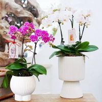 含運 落地花盆花器 蘭花花盆家用塑料大號蝴蝶蘭專用樹脂綠蘿發財樹文心蘭自吸水懶人
