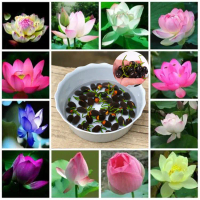 Benih Lotus Mini Bunga Teratai Varian Warna Biji Bunga Teratai Lotus Bunga Lotus Miks10Butir Seeds M