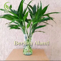 Bambu hoki sri rezeki bambu kole 10 batang tinggi 40 cm tanaman hias