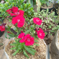 dianthus anyelir bunga merah cerah