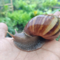 Bekicot Hidup Fresh Sehat dan Bersih Dari Budidaya Sendiri
