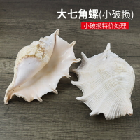 天然海螺貝殼蜘蛛螺大七角螺家居裝飾大海螺殼貝殼魚缸水族造景
