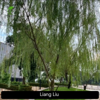 Pohon Liang Liu Tinggi 2 Meter - Pohon Liang Liu