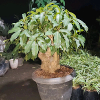 TANAMAN HIAS BONSAI BRINGIN IPRIK !!