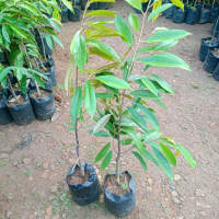 bibit durian musangking tinggi +/- 1mter Bunga Artificial