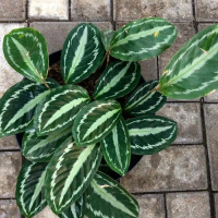 Tanaman hias calathea macan - calathea silverback