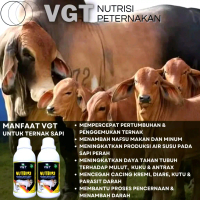 VGT NUTRISI KHUSUS PETERNAKAN SAPI KAMBING DOMBA PENGGEMUKAN