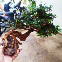 bonsai aquascape + buce mini + free planting