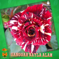 jual bibit/mawar batik murah