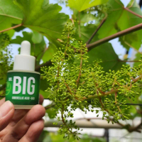 Mr BIG GA3-Gibberellic Acid ZPT Khusus Buah Anggur