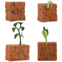 Simulation Life Cycle Of A Green Bean Plant Growth Cycle Model Action Figures Collection Science Educational Toys For Children