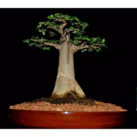 Bibit Bonsai Baobab Adansonia Digitata Caudex/ Bibit Pohon Kaki Gajah