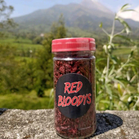 Maggot Red Bloodys Super Premium Red BSF Maggot by RKFISH Aquatic for maru, auranti, limbata, stewar