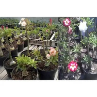 Tanaman Hias Adenium ORIGINAL BUNGA TUMPUK (Size A)