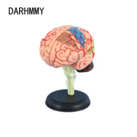 DARHMMY 4D Medical Removable Model Assembled Model Structure Of The Brain Anatomy Brain Model Anatomy Medical Teaching Tool
