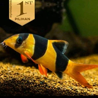 Botia Badut Ikan Hias Aquascape Hiasan Aquarium Tanaman Air Loach -