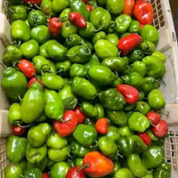 cabai gendot hijau 250gr